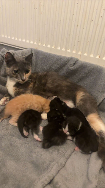3 mix bred Maine coon tuxedo kittens for sale