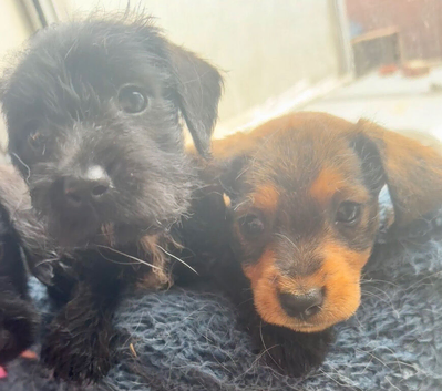 Wire haired dachshund x Jack Russell puppies