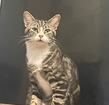 Rehome 1 Year old male cat