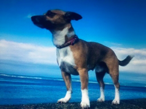 Lost dog eh17