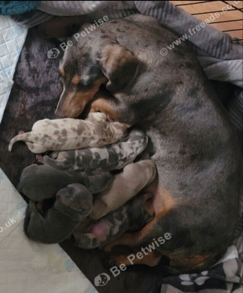 Blue-Tan Miniature Dachshund