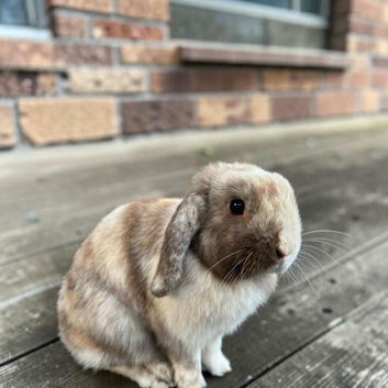 Mini lop doe for sale