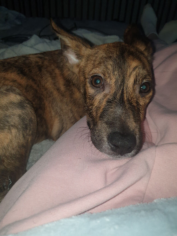 Dutch Sheperd x Staffy