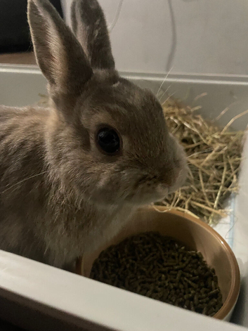 Bambi the purebred Netherland dwarf