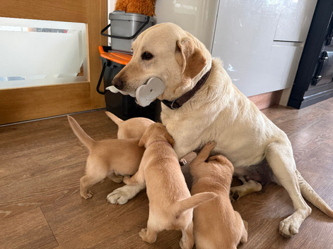 Superb KC Reg Labrador Puppies