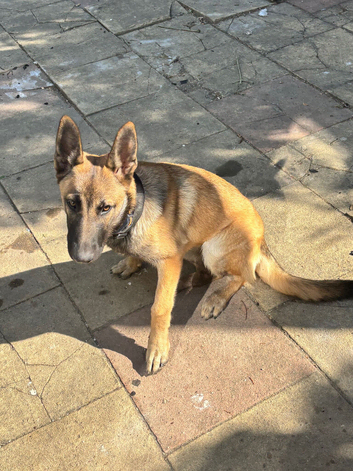 Belgium malinois and Swiss shepherd cross ready