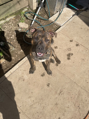 Rex