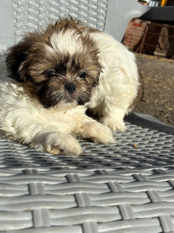 Stunning Shihtz