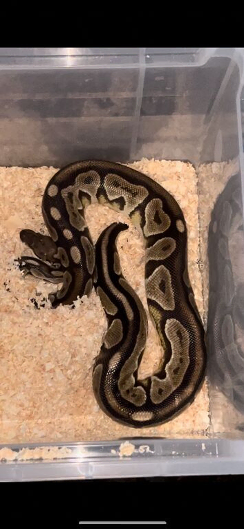 Royal ball python