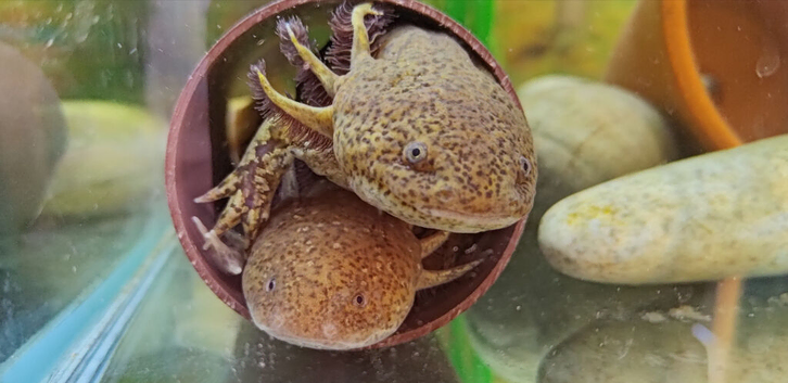 Adult axolotls, various colours available