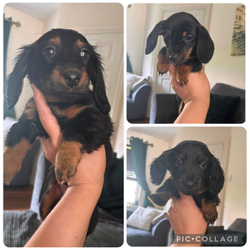 Miniature dachshunds