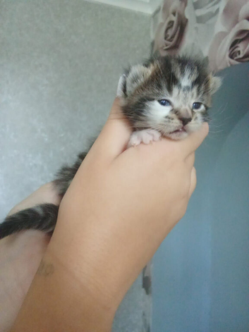 3 little kittens for sale