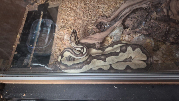 Male Ball python