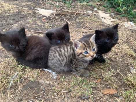 Maine coon cross