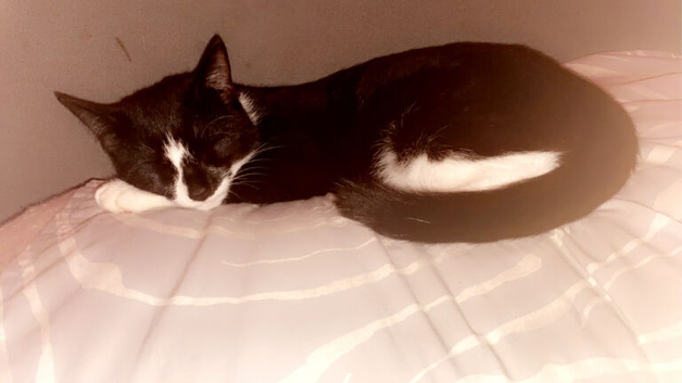 Cat for sale