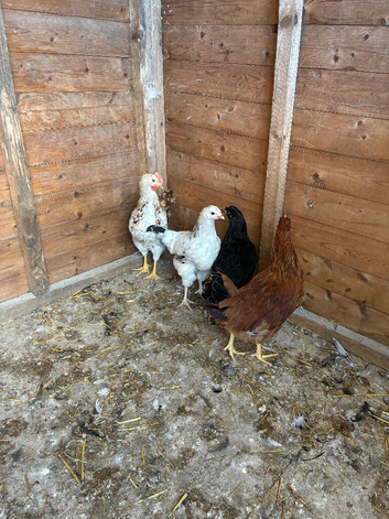 Hens for sale
