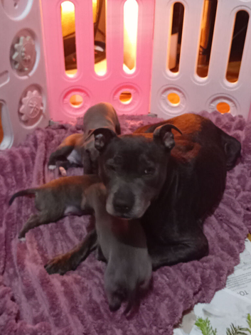 3 Beautiful blue staffie puppies for sale x1boy x2 girls
