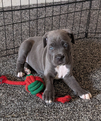 8 stunning Cane Corso looking for forever home