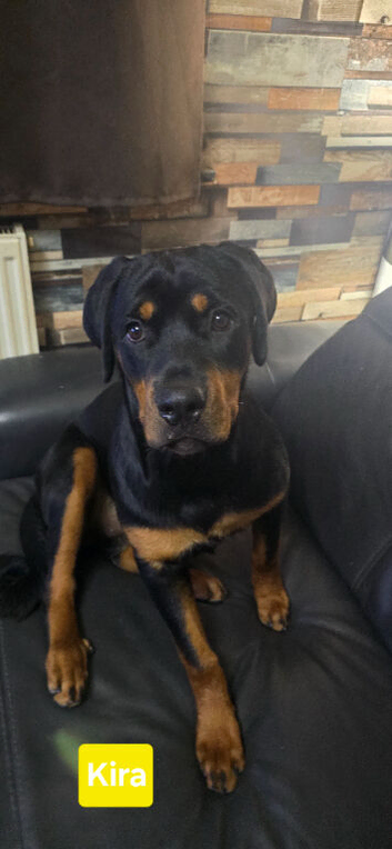 Large Female Rottweiler Puppies for Sale