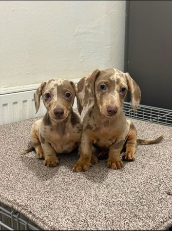 Miniature dachshund