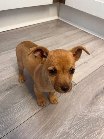border terrier x Jack Russell