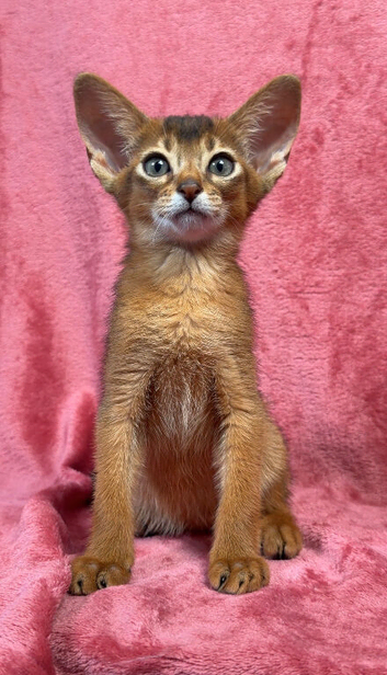 Beautiful GCCF Registered Abyssinian kittens