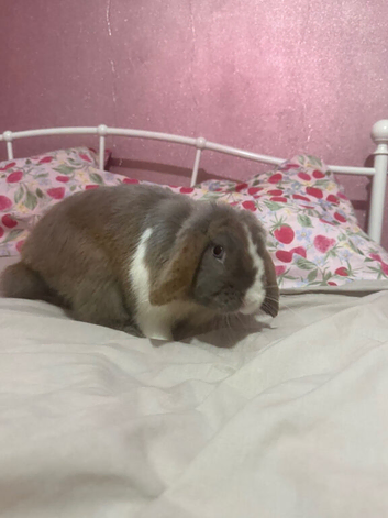 Male rabbit for sale