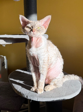 Beautiful 5 Year Old Devon Rex Female &ndash; Retired Breeding Queen