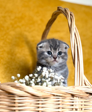 Scottish Fold Kittens