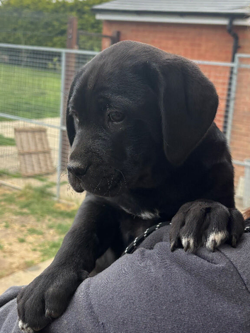 Lo Raso Cane Corso UK founder