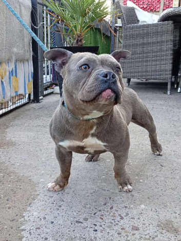 Staffy/Bully