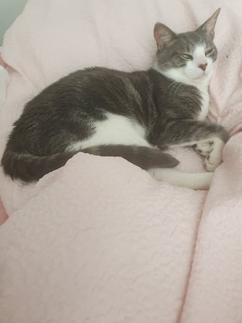 Kitkat