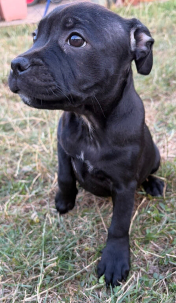 Black Staffordshire bull terrier KC registered