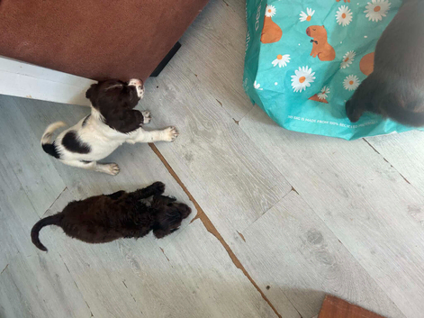 Working cooker spaniel