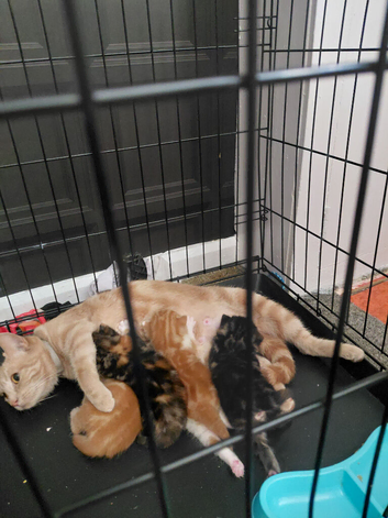 kittens