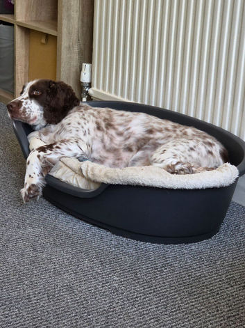 5 year old Cocker Spaniel