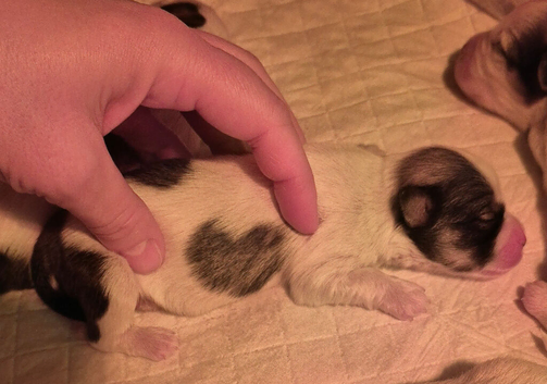 Only 1 puppy left Maltese & Lhasa-apso puppies