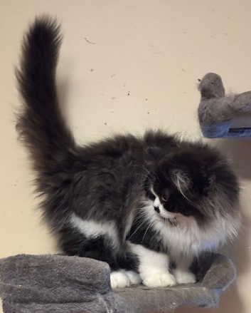 Persian Kittens