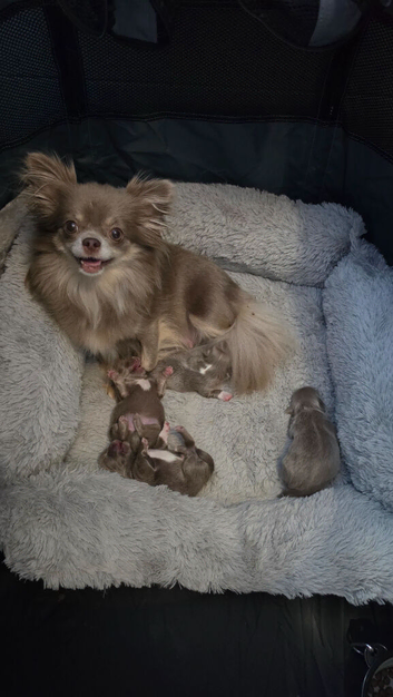 Applehead chihuahuas