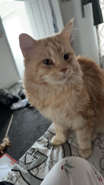 Red/silver male Mainecoon