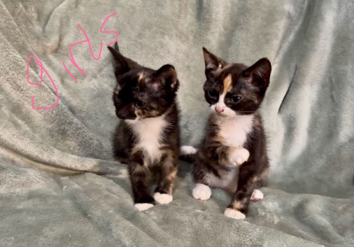 3 beautiful kittens looking for homes