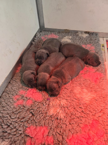 staffordshire bull terrier pups