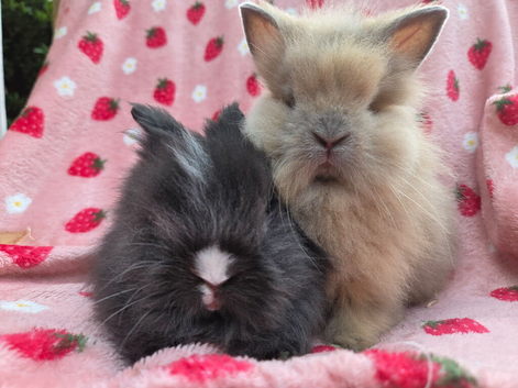 Fluffy Teddy lion head x Angora ☆8weeks ready now