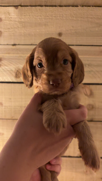 Cockapoo