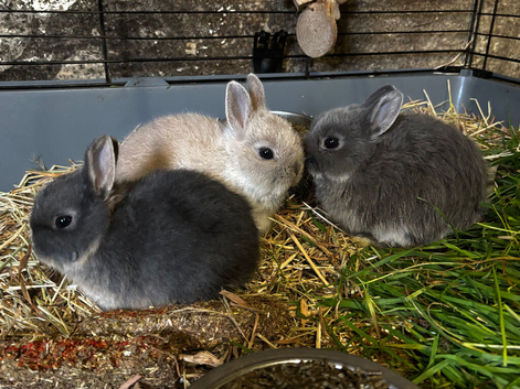 Neverland dwarf baby Rabbits
