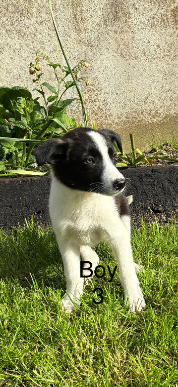 Beautiful Border Collie Puppies