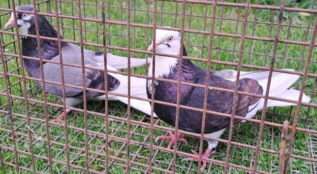 Breeding pair of Birmingham Rollers