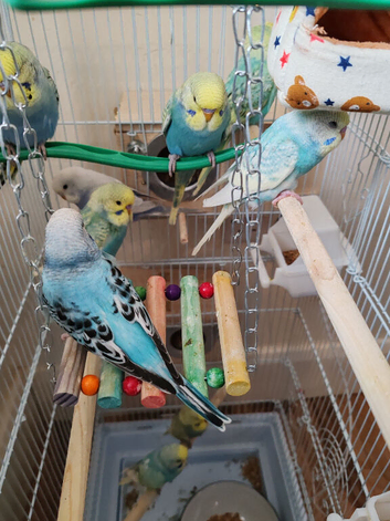 Budgies 2 months old