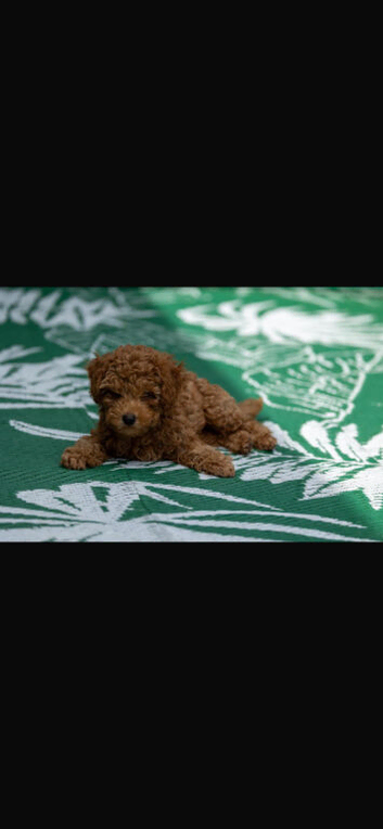 Red Toy Poodle Boy