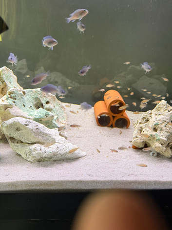 Malawi cichlids